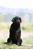 LABRADOR 1014